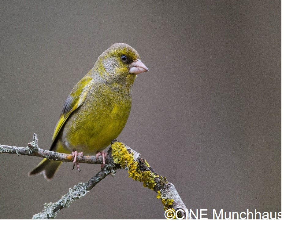 Les oiseaux forestiers