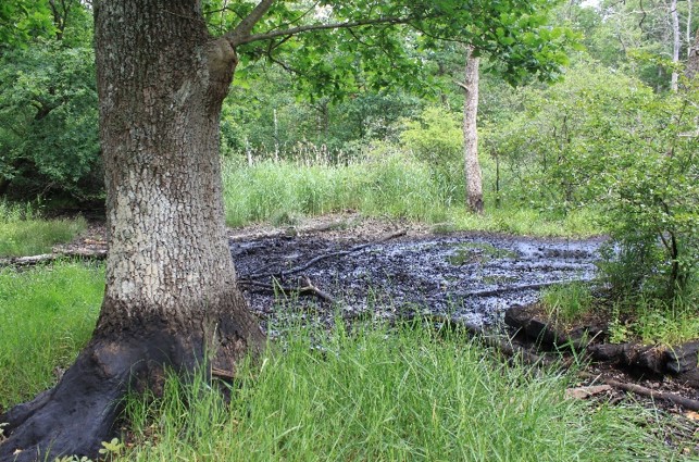 Le pétrole en forêt, à la découverte d’une exploitation historique