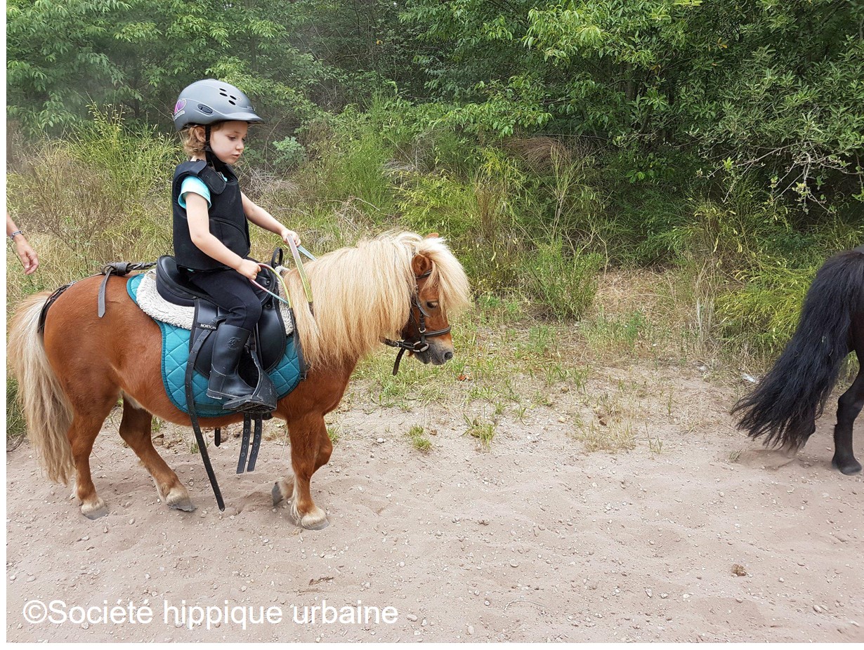 La forêt en poney