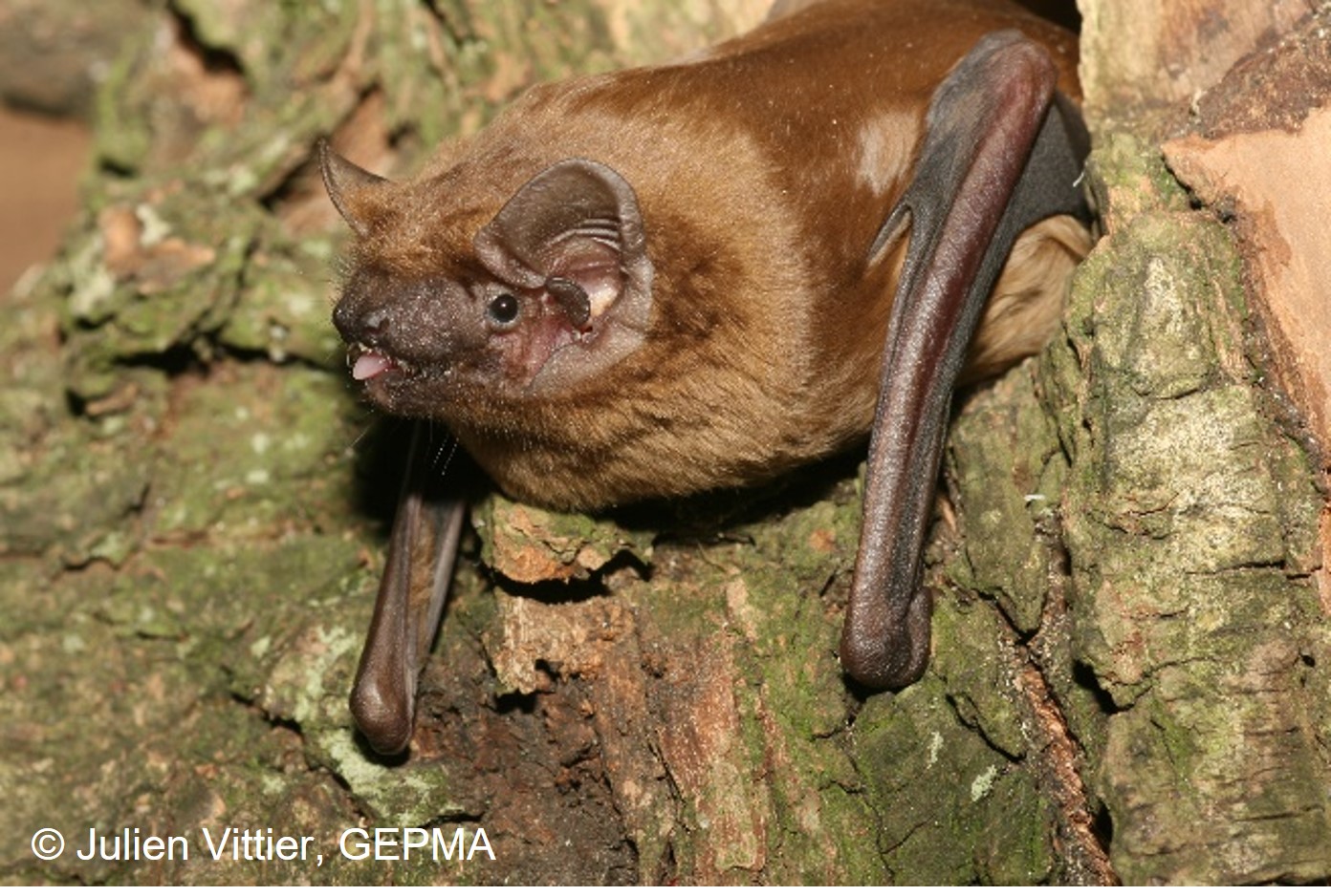 A l’écoute des chauves-souris