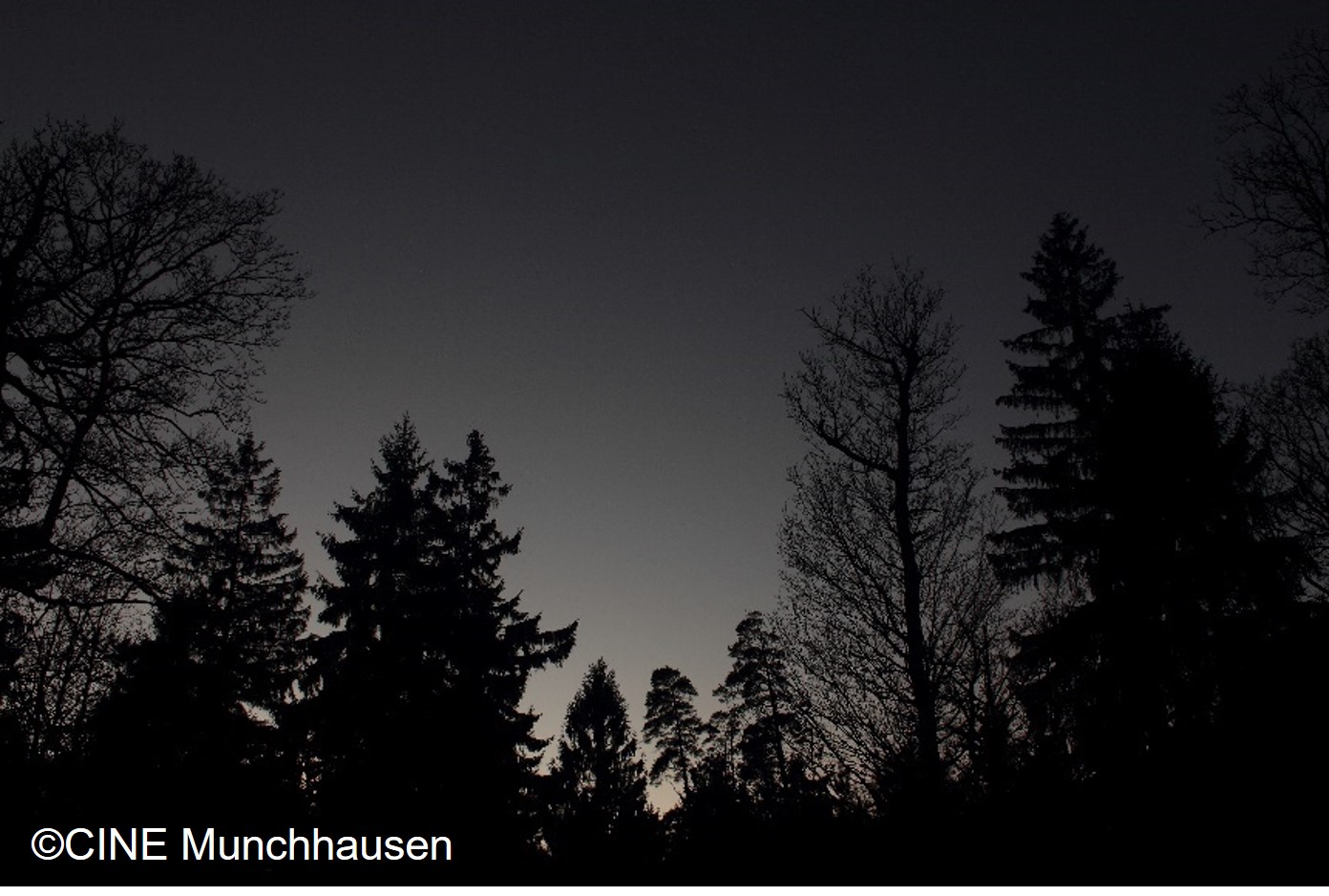 Ambiance nocturne en forêt