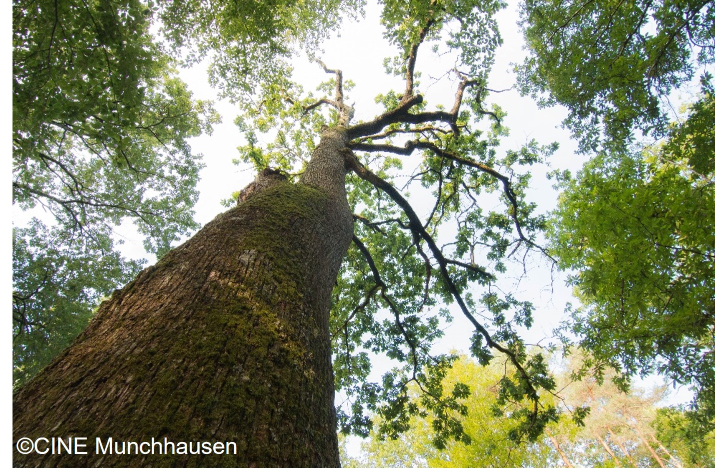 Arbres et arbustes, comment les reconnaître ?