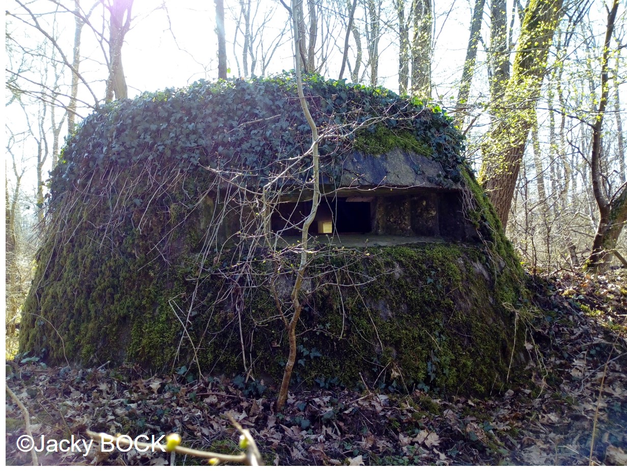Vestiges de guerre en forêt