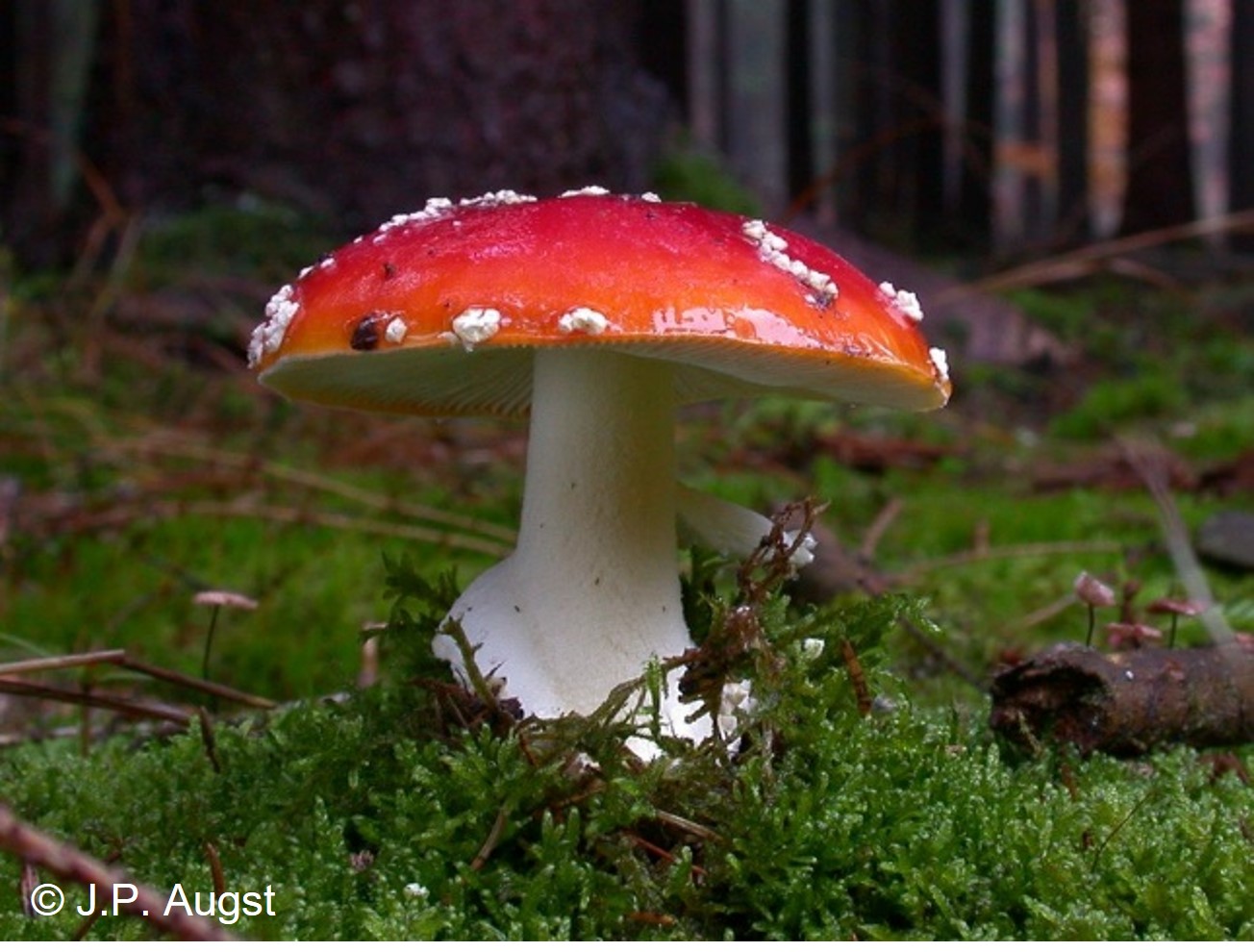 Initiation à la mycologie