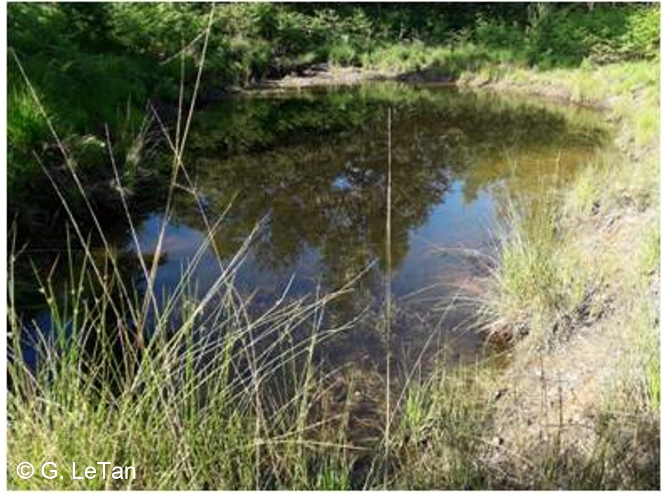 Chantier Nature : restauration de mares forestières