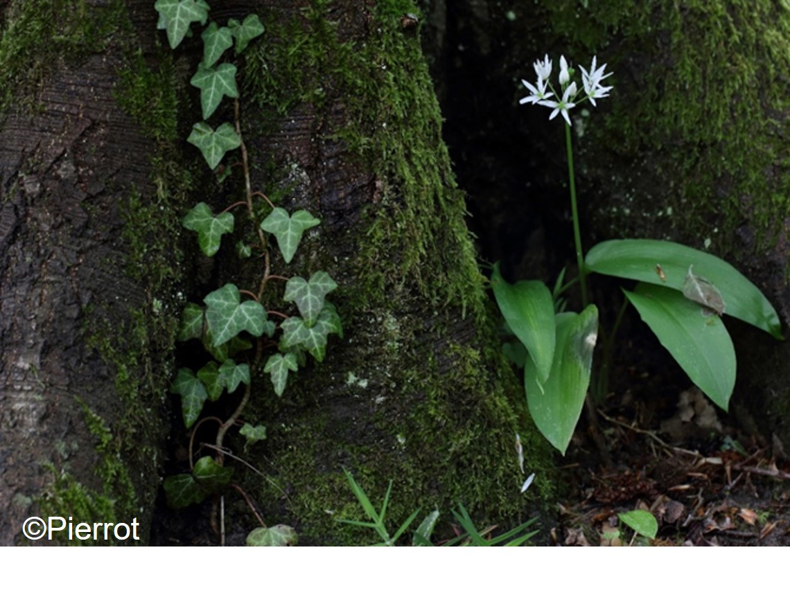 Plantes comestibles en forêt : les saveurs de la nature