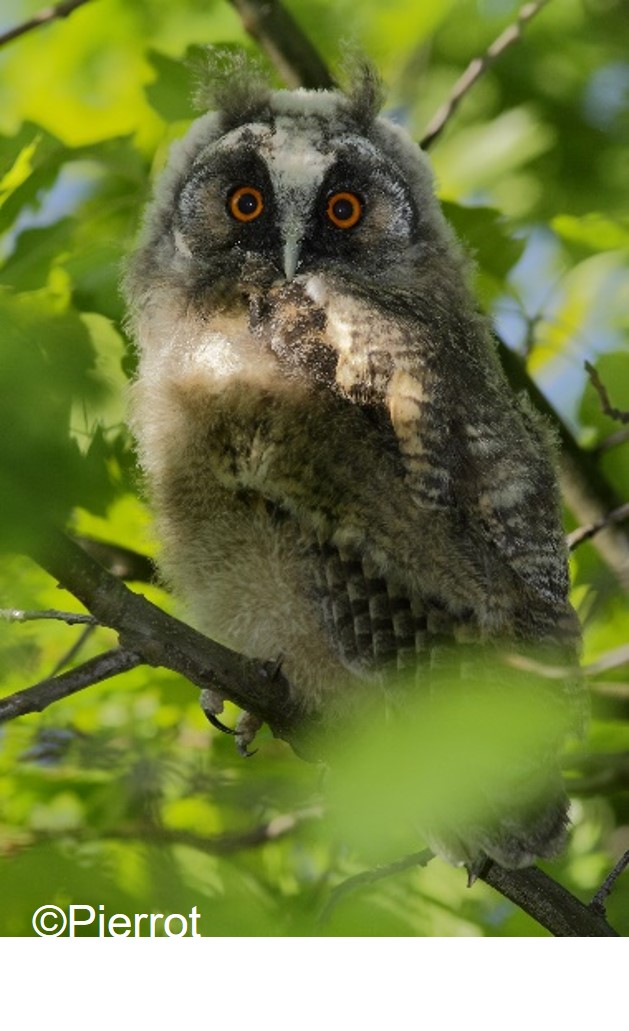 Qui chante en forêt ?