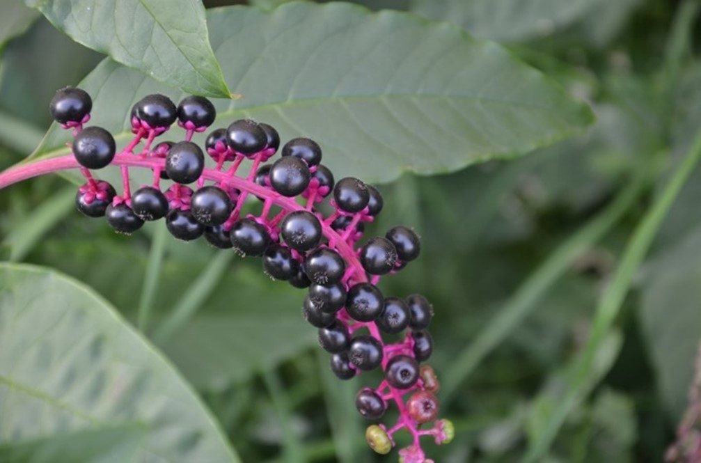 Chantier nature : Lutte contre les plantes invasive