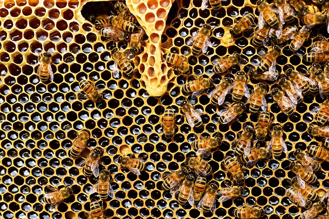 Le rucher et son environnement