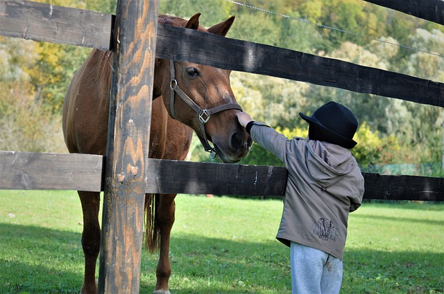 La forêt en poney