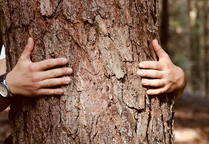 Le bain de forêt
