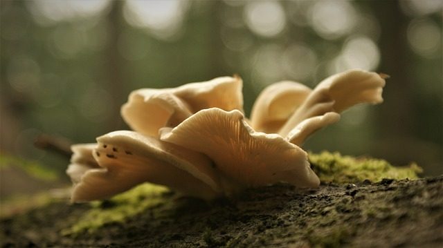 Visite de la champignonnière