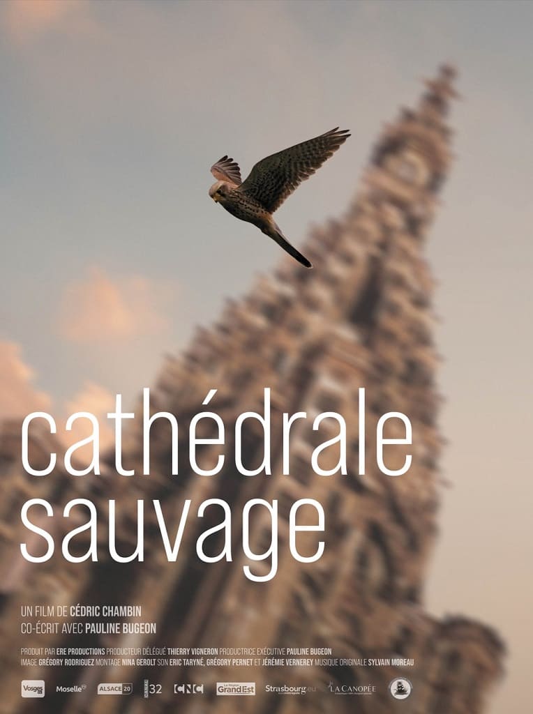 Cathédrale sauvage
