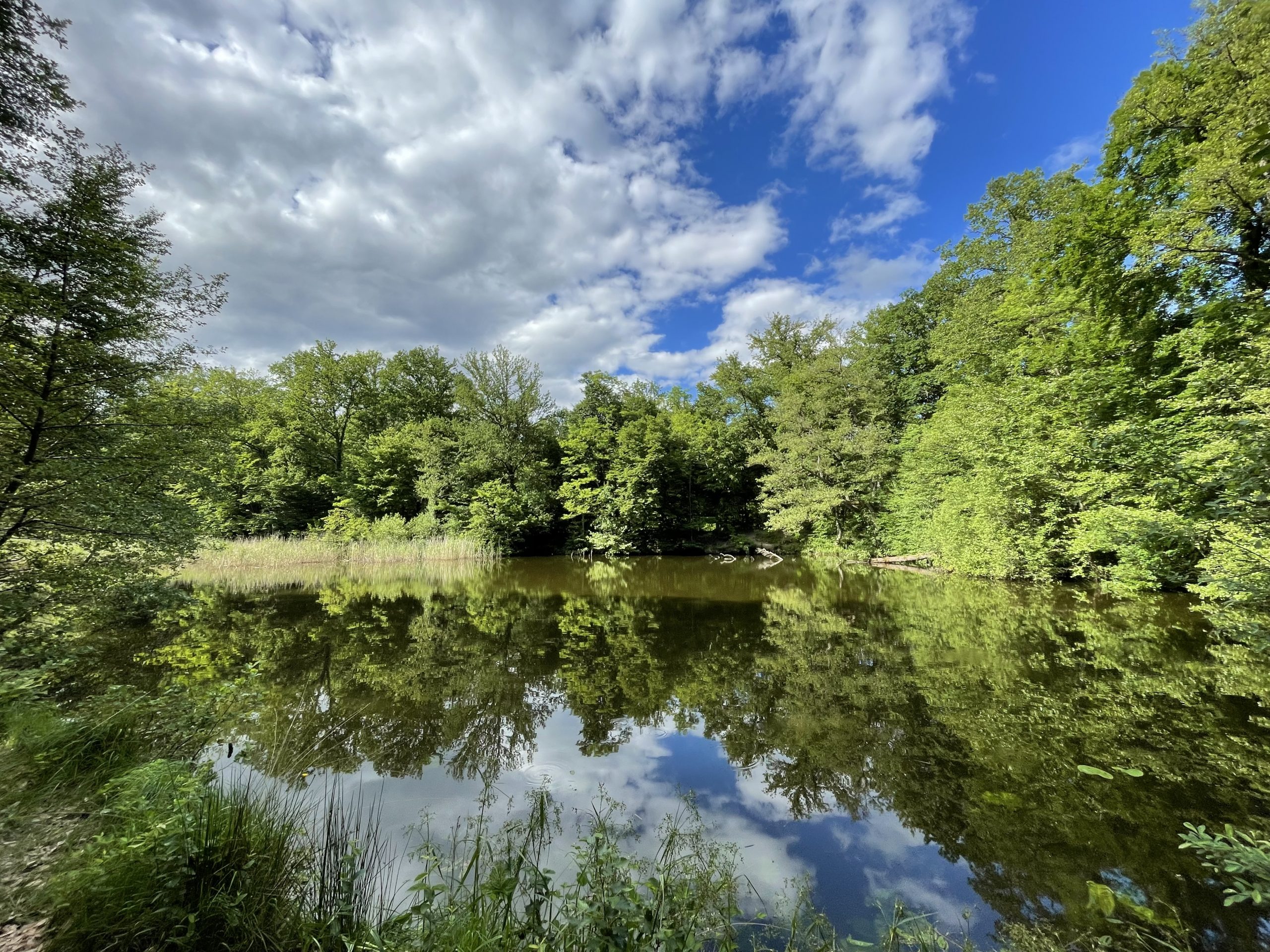 Les étangs Grundel, au cœur de la forêt
