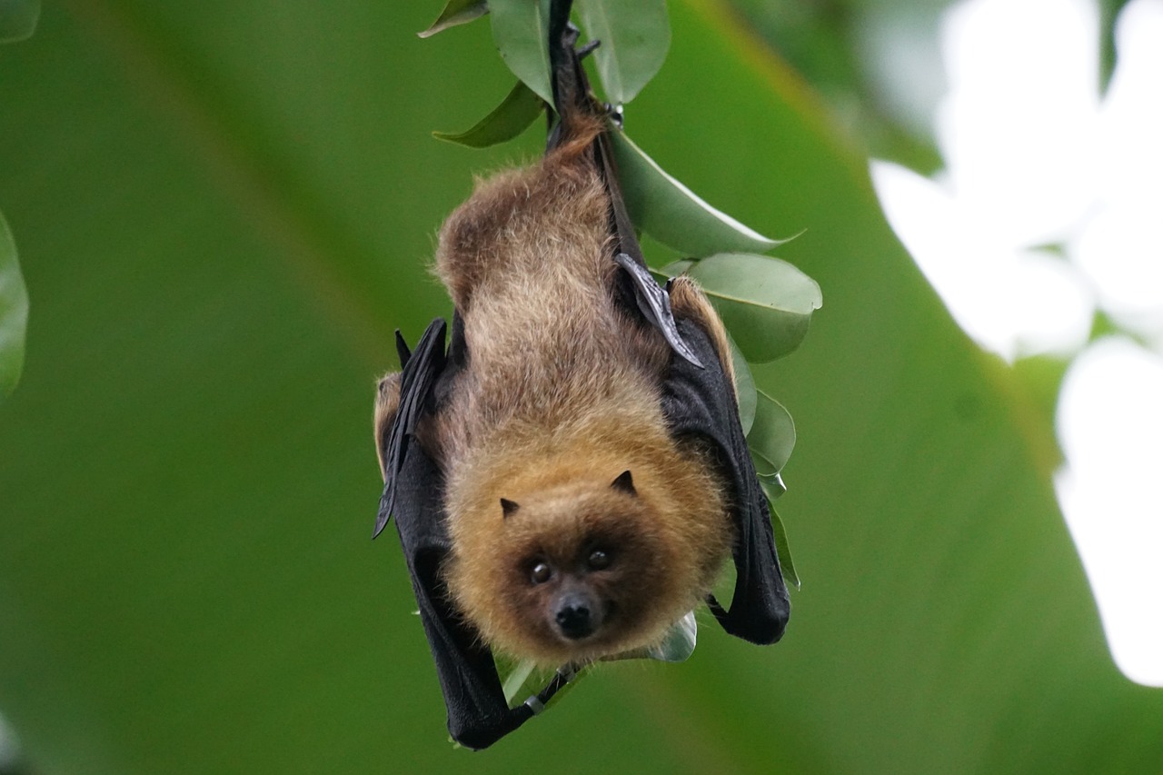 À l’écoute des chauves-souris