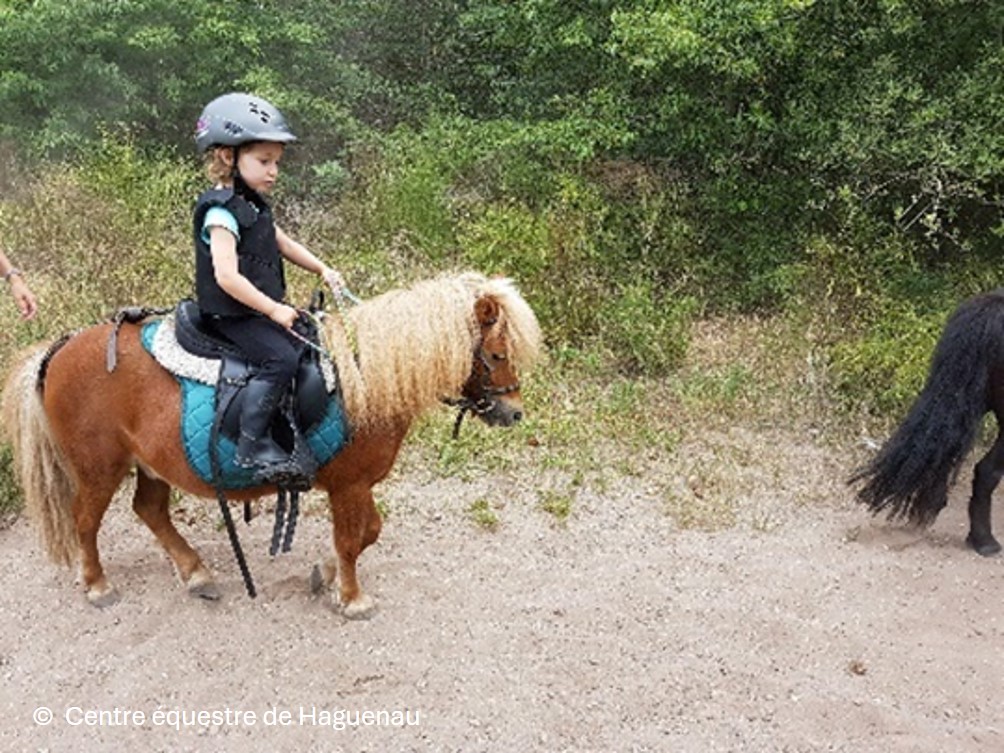 La forêt en poney
