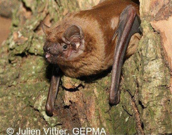 À l’écoute des chauves-souris