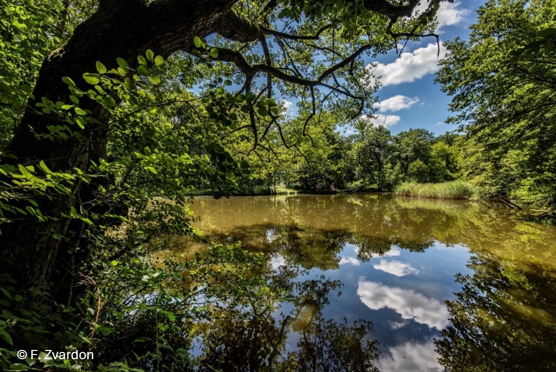 Les étangs Grundel, au cœur de la forêt