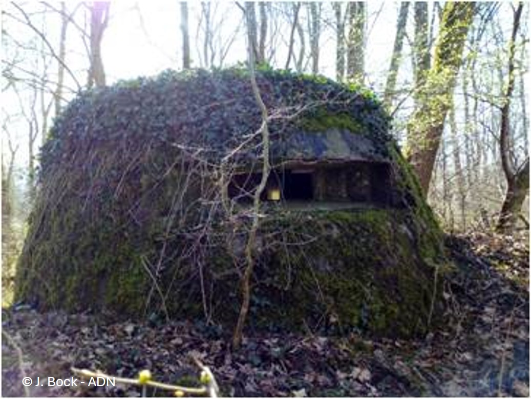 Vestiges de guerre en forêt