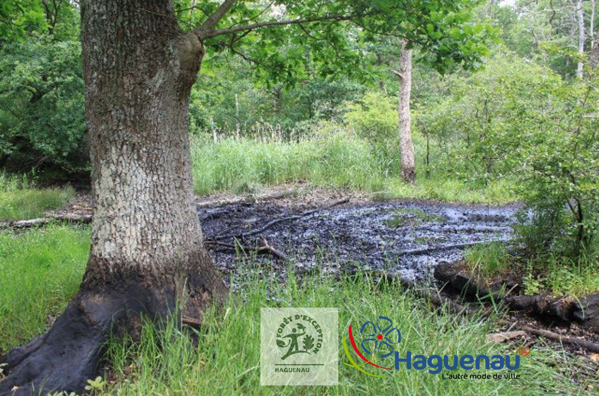 Sortie guidée « Trésors cachés en forêt d’exception » en collaboration avec la ville de Haguenau et l’ONF
