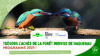 Lancement du programme de sorties annuel de la démarche « Haguenau, Forêt d’Exception® » : 44 sorties pour découvrir les trésors cachés de la forêt indivise de Haguenau !