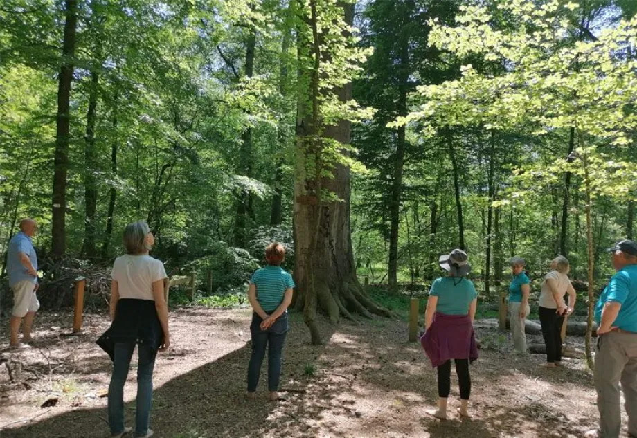 Le bain de forêt