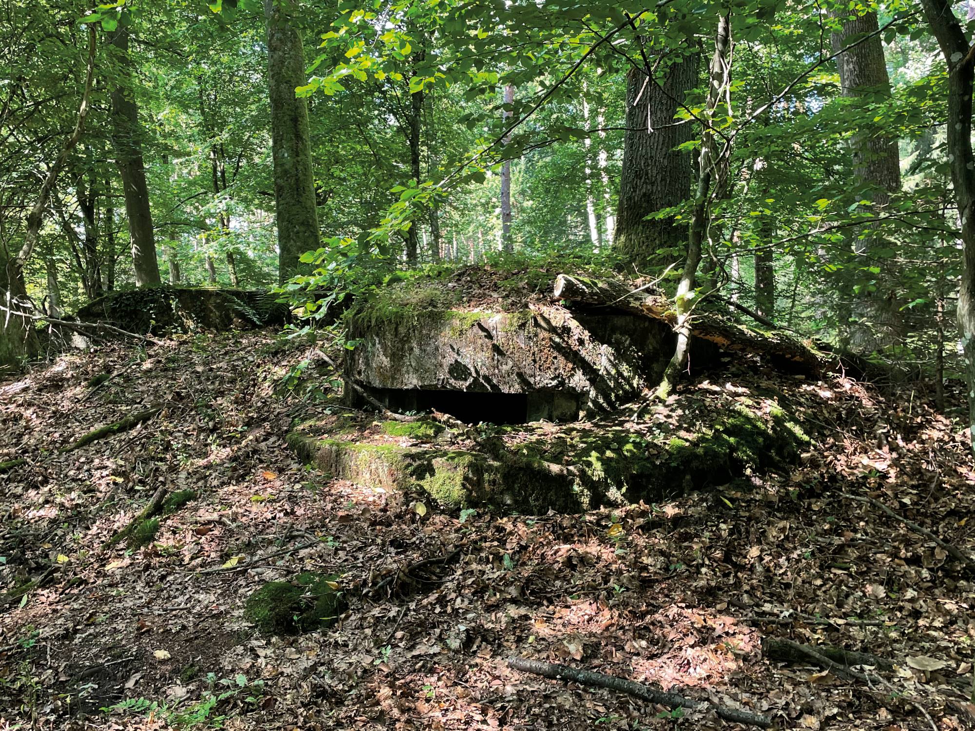 Les vestiges militaires de la forêt de Haguenau