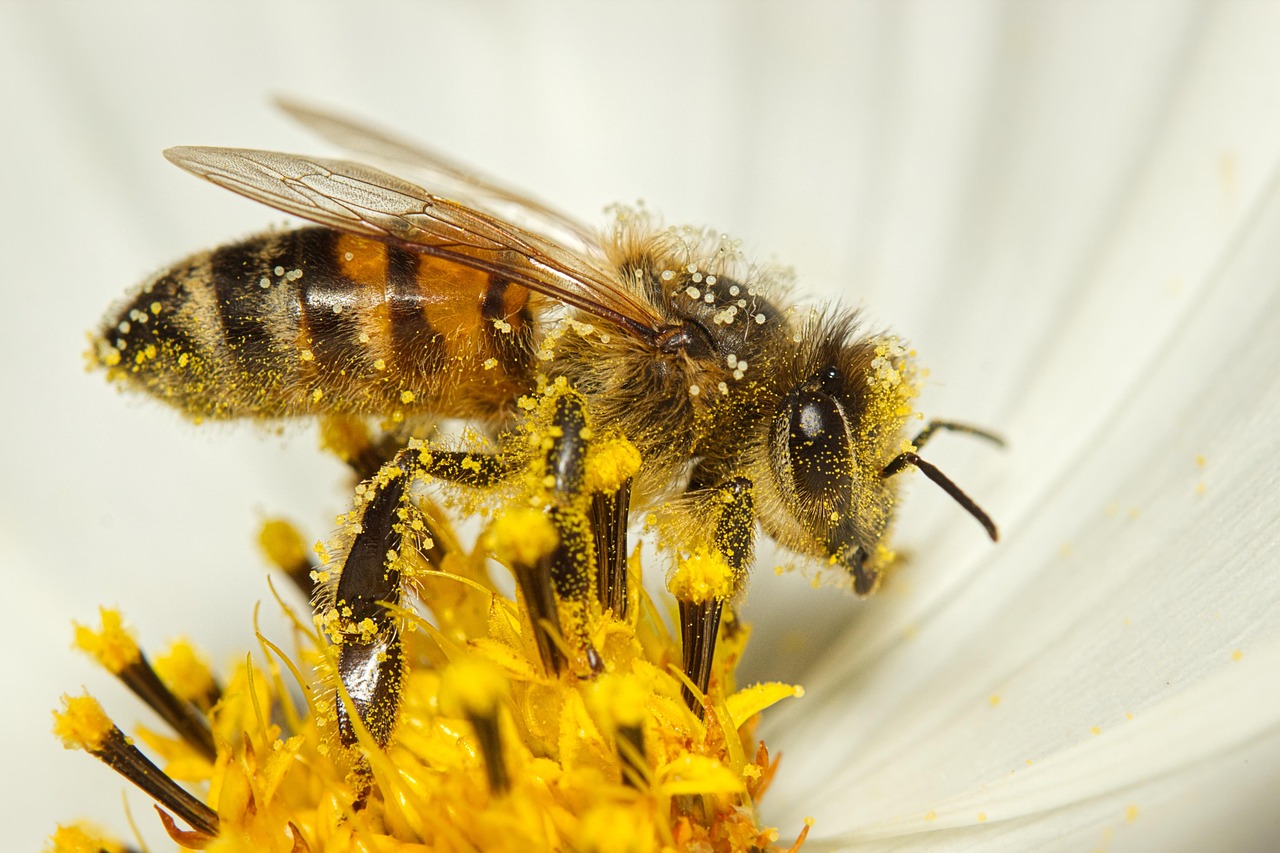 Il était une fois l’abeille…