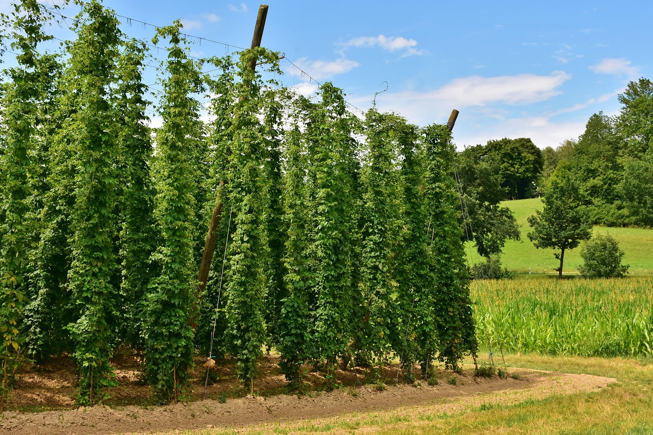 Démonstration de cueillette de Houblon